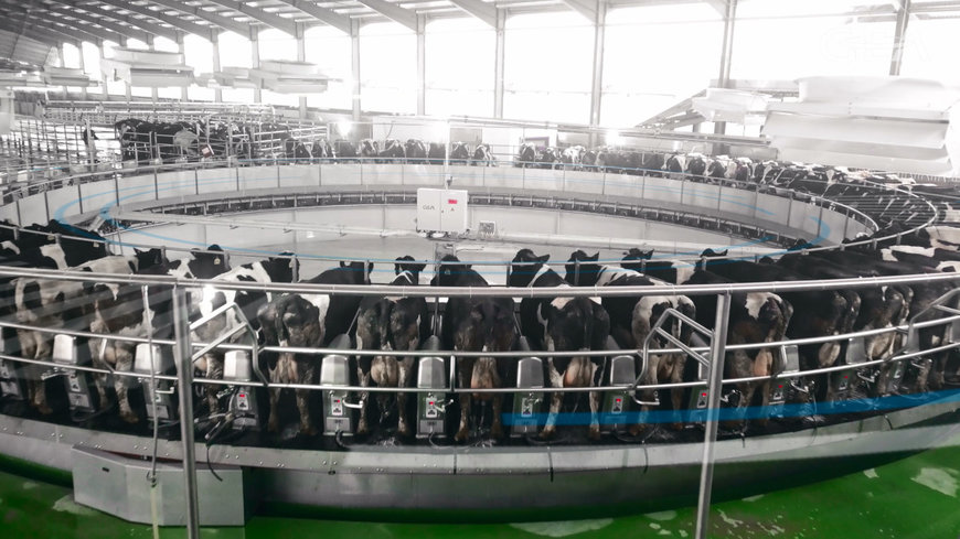 GEA installs largest milking rotary parlor in China for 10,000 cows